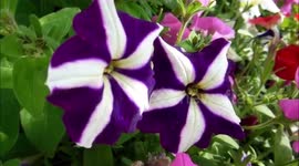 Most beautiful pool in the world