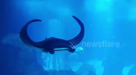 From Lisbon Aquarium  À Small  Manta  Raie