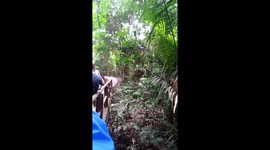 Elephant ambles across footpath in front of amazed tourists