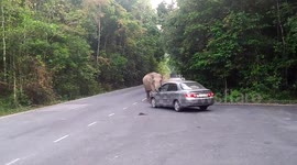 Elephant stops car to look for food