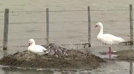 Beautiful Coscoroba Swans on the nest with their cute cygnets