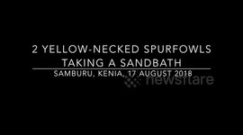 2 yellow-necked spur fowls sandbathing, Samburu, Kenia 2018