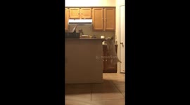 Doggo trying to get popcorn from the counter