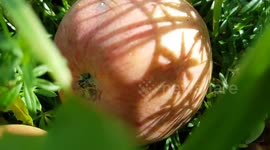 ripe apples fallen to the ground
