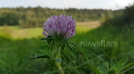 up-close of clover moving slightly in the wind