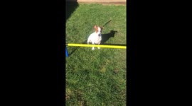 Agility tricks
