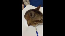 Cute cat realistic drawing 