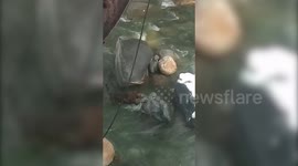 Longer version_Leopard injures at least one man in northern India; animal rescued by forest officials