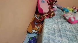 King cobra found hiding under bed after man had been sleeping on it all night