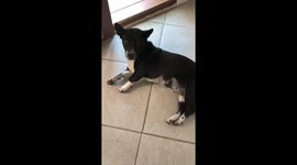 This girl bites - cute dog attack