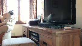 Pug and a meowing Alexa