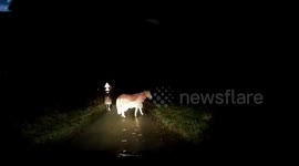 Moment driver is halted by 2 escaped horses in road