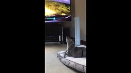 dog wants his toy back