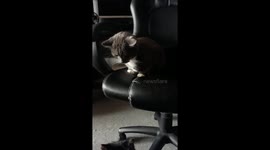 Cat gets pets from another cat