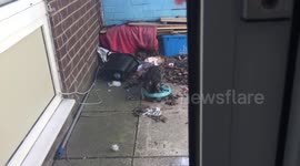 Cat messing with toy