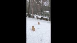 Dog stick trick: pup breaks and catches broken branch