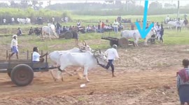 Shocking moment;  A man was crushed under Bullock while celebrating Festival in India