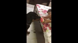 Does Rottweiler eat Watermelon? Let's See!!
