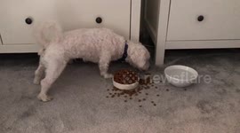 My dog likes to clean up the mess around his bowl