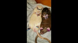 Rats reading cosmopolitan magazines