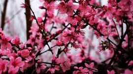 Forest of peach trees bloom in China’s Guangdong and cover mountainside in pink