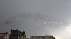 Starlings of Aberystwyth