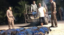 Seventy-six pangolins rescued after botched smuggling operation in Thailand