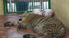 Adult tigress with piglets she reared