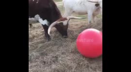 Now Tex the bull gets a new red ball and he loves it!