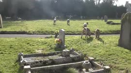 Hunt hounds filmed chasing fox through a graveyard in Somerset by animal welfare campaigners