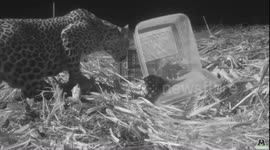 Heartfelt reunion for lost Leopard cub & mother in India.