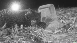 Heartfelt reunion for lost Leopard cub & mother in India.