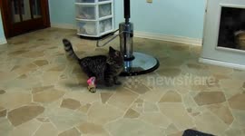 A wobbly kitten can now walk straight thanks to 3D printing technology