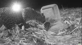 Lost leopard cub reunited with mother in India