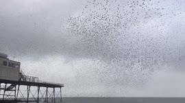 Starlings of Aberystwyth