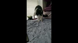 Cat vs. Masking tape