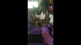 Sensual kitty massage