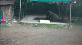 Mahout crushed by his own elephant after he slips while giving it a bath