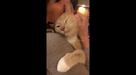 Not always jerks: Cat affectionately hugs woman after week-long absence