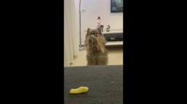 Pomeranian does a little dance when he wants a cheesy snack