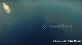 Coolest Coconut ever!! It has a Soda can pull-tab!!!