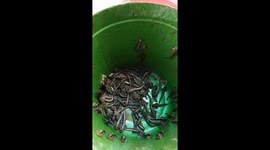 The special fish is capable of going on land and climbing