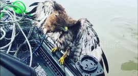 RAW FOOTAGE: Struggling red-tailed hawk hitches ride to safety on US fisherman's boat