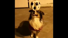 Is this dog the new Ronaldo? Pooch shows off ace balance skills with a football