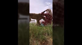 Cheetah cuddles up to woman with kisses and a lot of purring