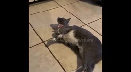 My cat says Hello!!!!!