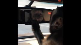 Mirror Mirror in The Car