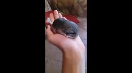 cute baby chinchila 2 days old