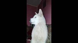great white wolf howling