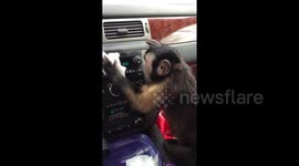 Monkey carefully polishes car dashboard and examines reflection in mirror
